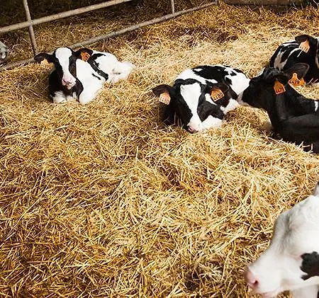 Zubeltzu Torre * Сумая