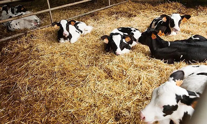 Zubeltzu Torre * Zumaia